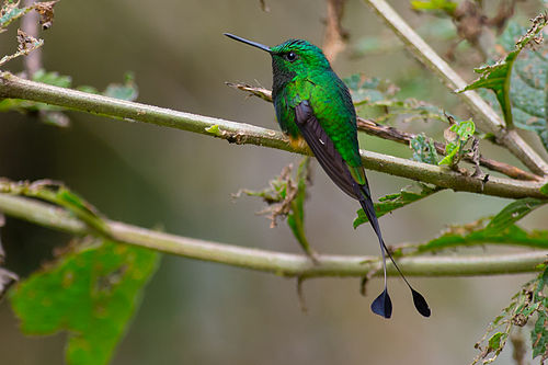 Booted racket-tail